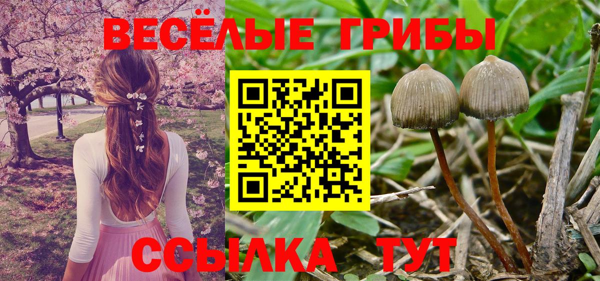 Псилоцибиновые грибы GOLDEN TEACHER Уфа